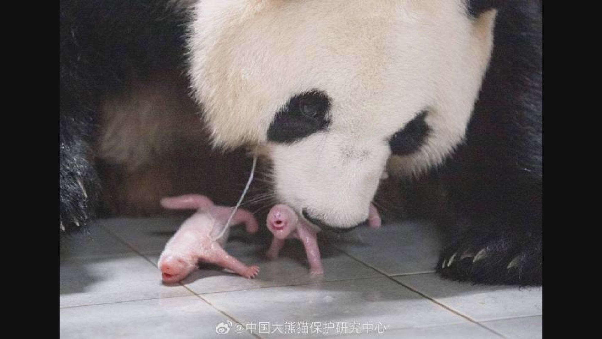 旅韓大熊貓華妮誕雙胞胎