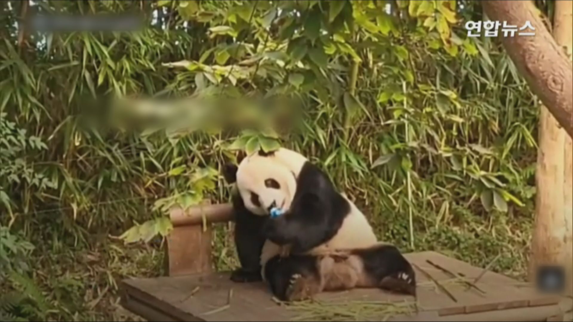 南韓愛寶樂園遊客參觀大熊貓限時5分鐘