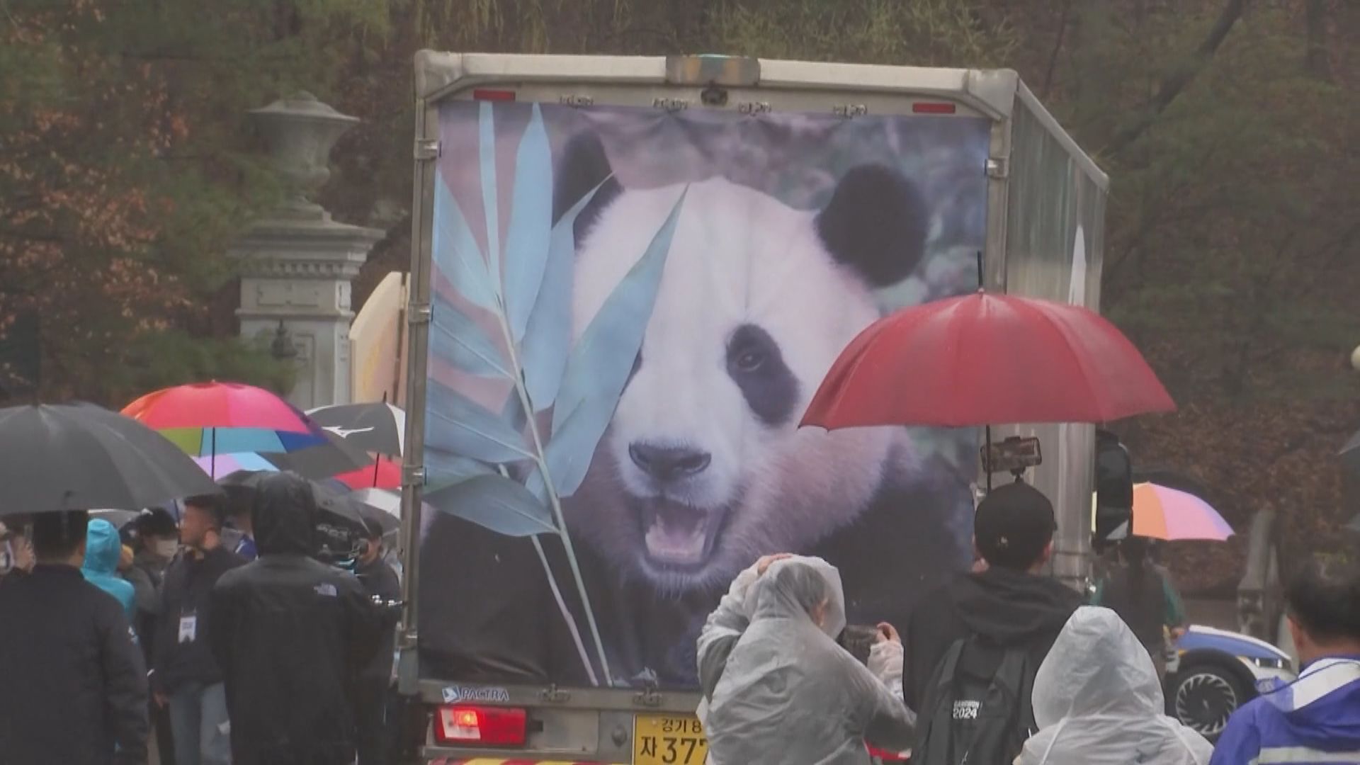大熊貓福寶由南韓送返中國 民眾冒雨送別