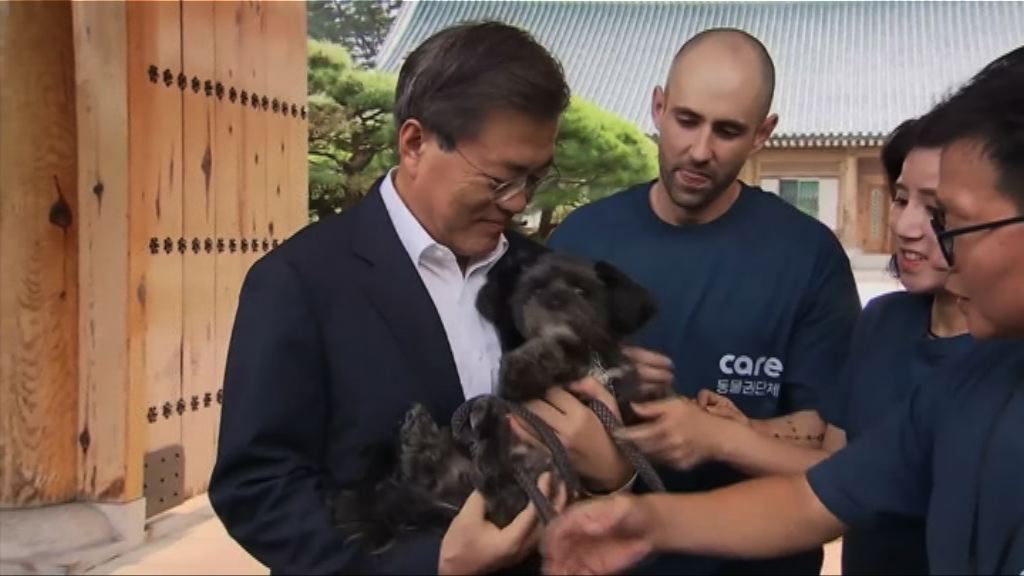 南韓青瓦台多添一隻「第一犬」
