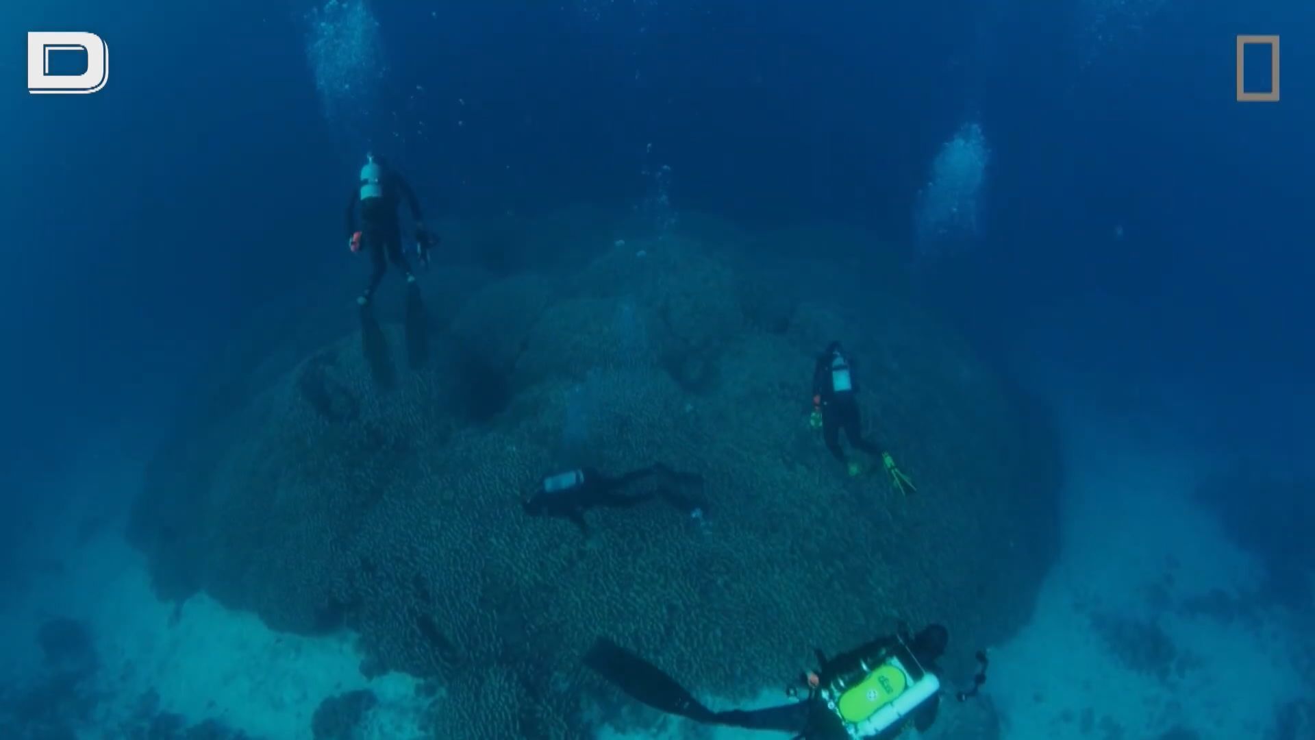 科學家在所羅門群島海底發現全世界最大珊瑚