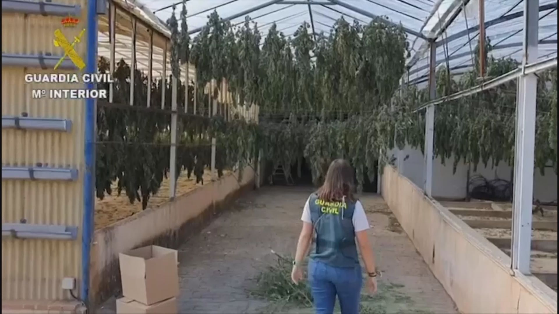 西班牙破獲約32噸大麻　歷來最多