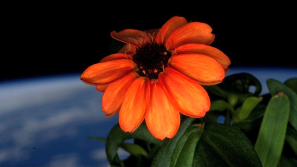 美太空人成功種出太空第一朵花