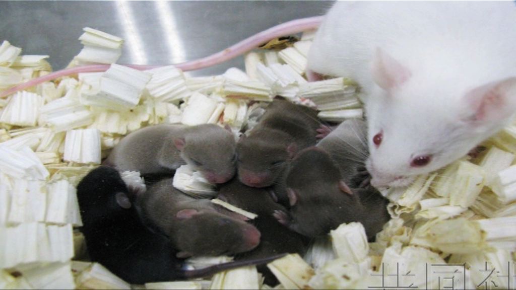 日本研究指太空鼠基因及生殖力正常
