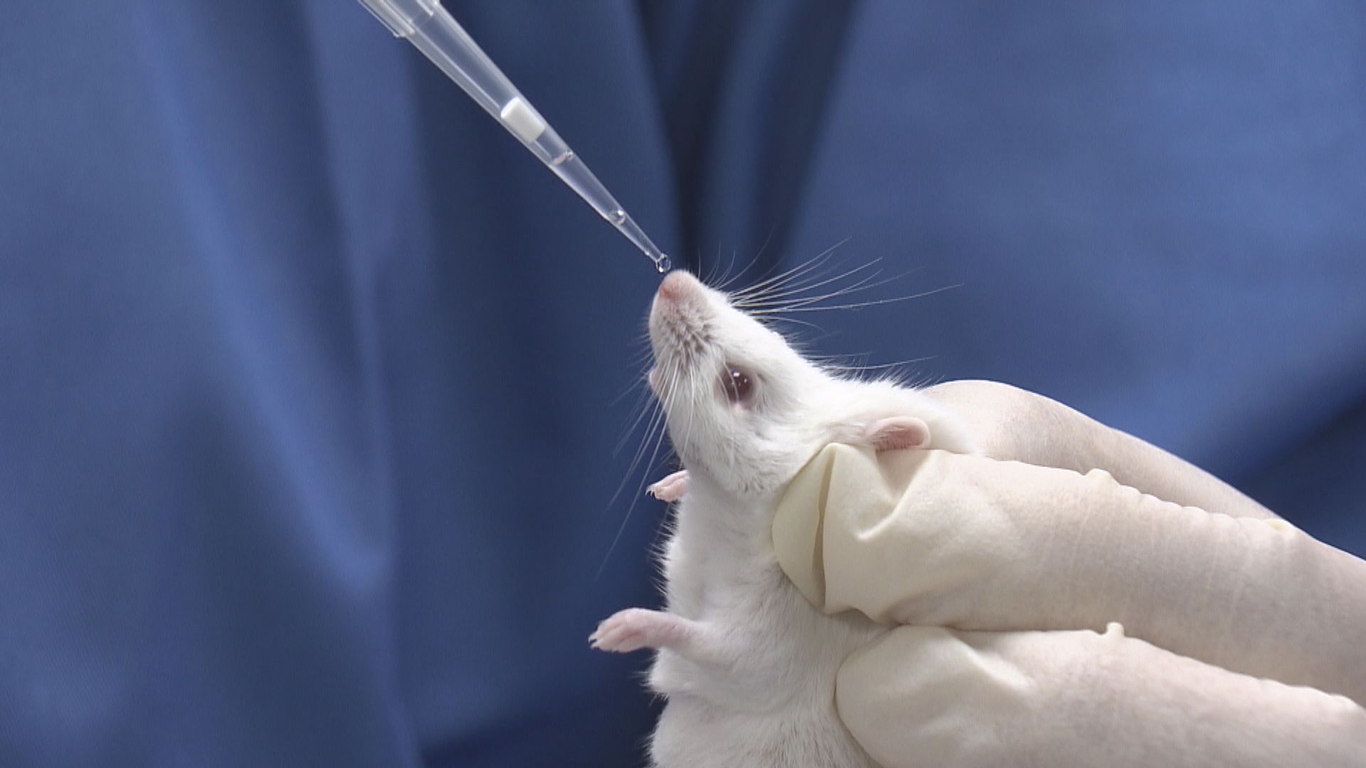 瑞士禁動物及人體實驗公投料不獲通過