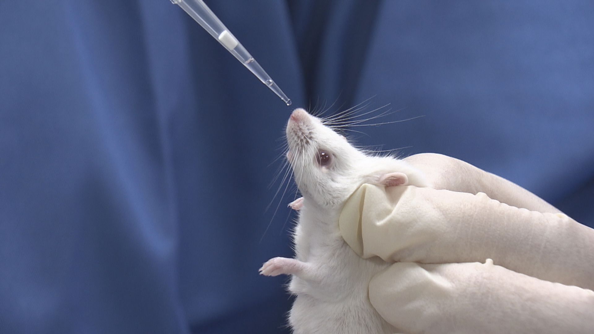 瑞士禁動物及人體實驗公投　近八成人反對被否決