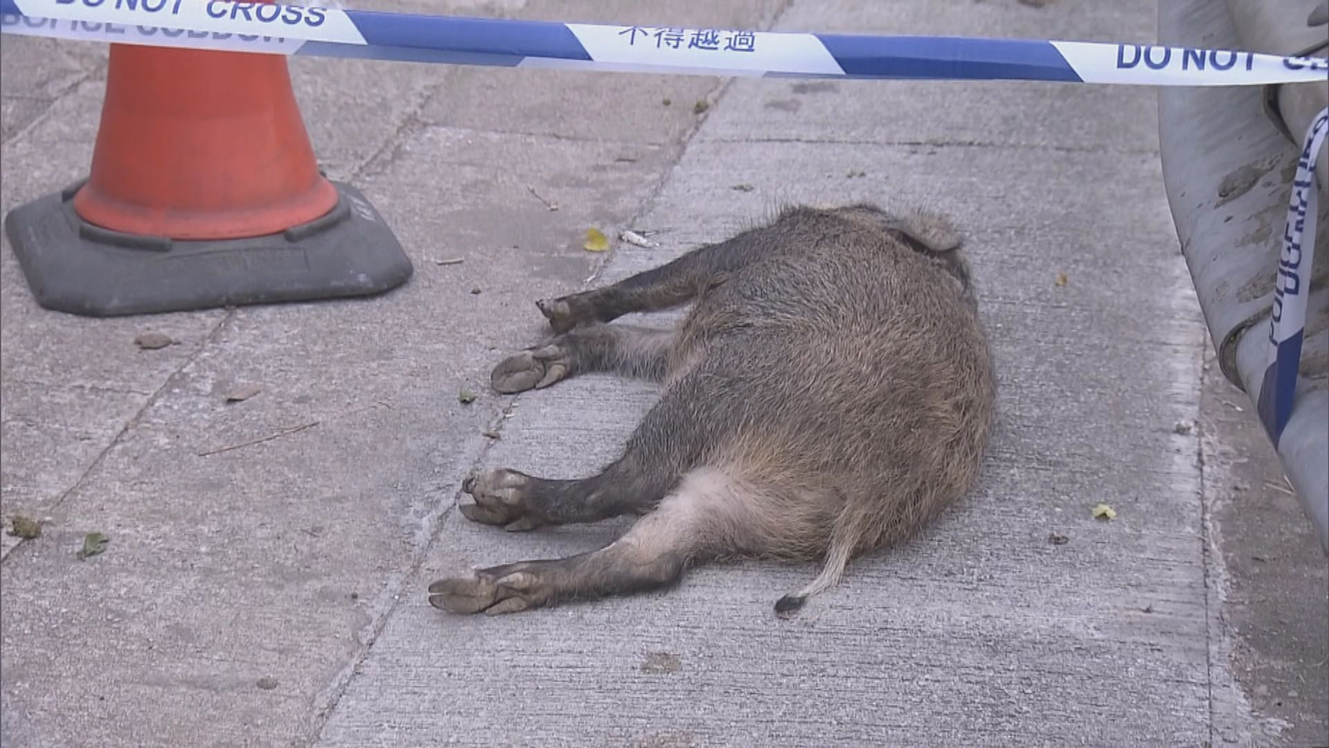 長沙灣兩野豬遭電單車撞斃司機輕傷