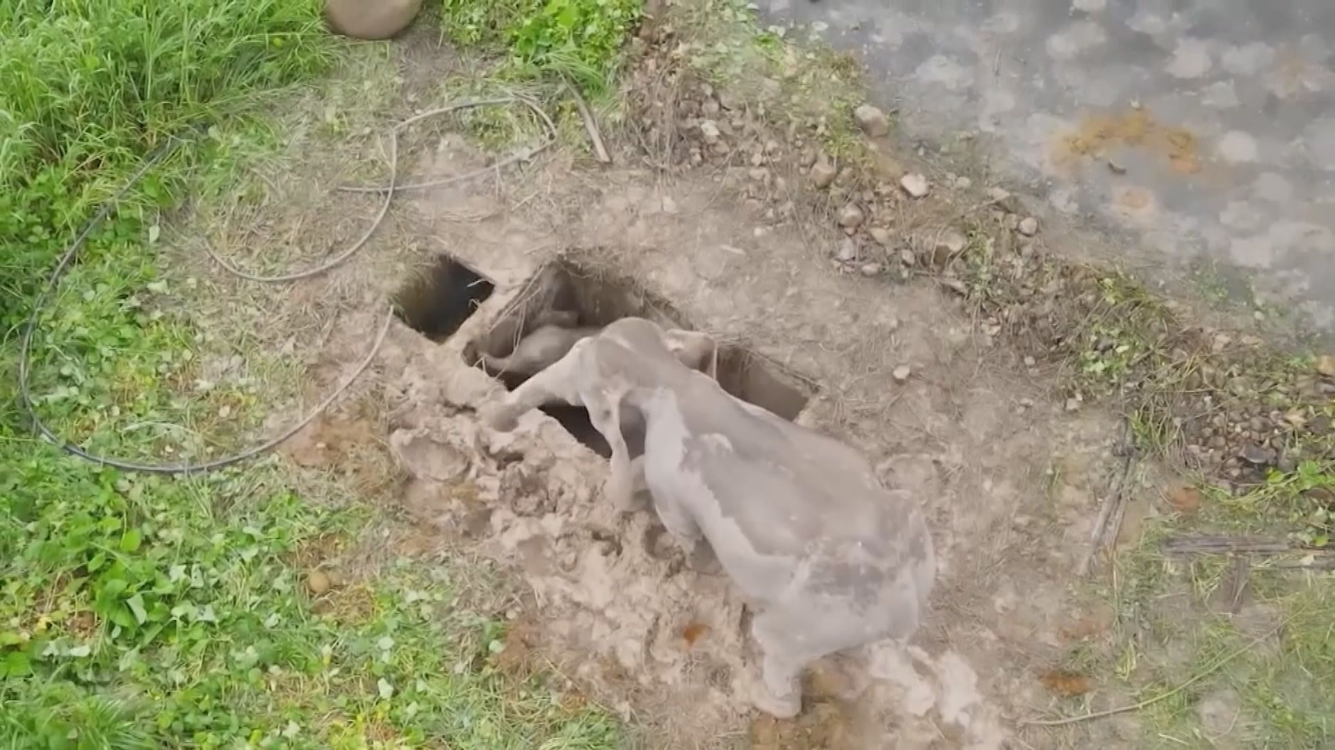 泰國小象墮入排水洞　救援經歷驚險
