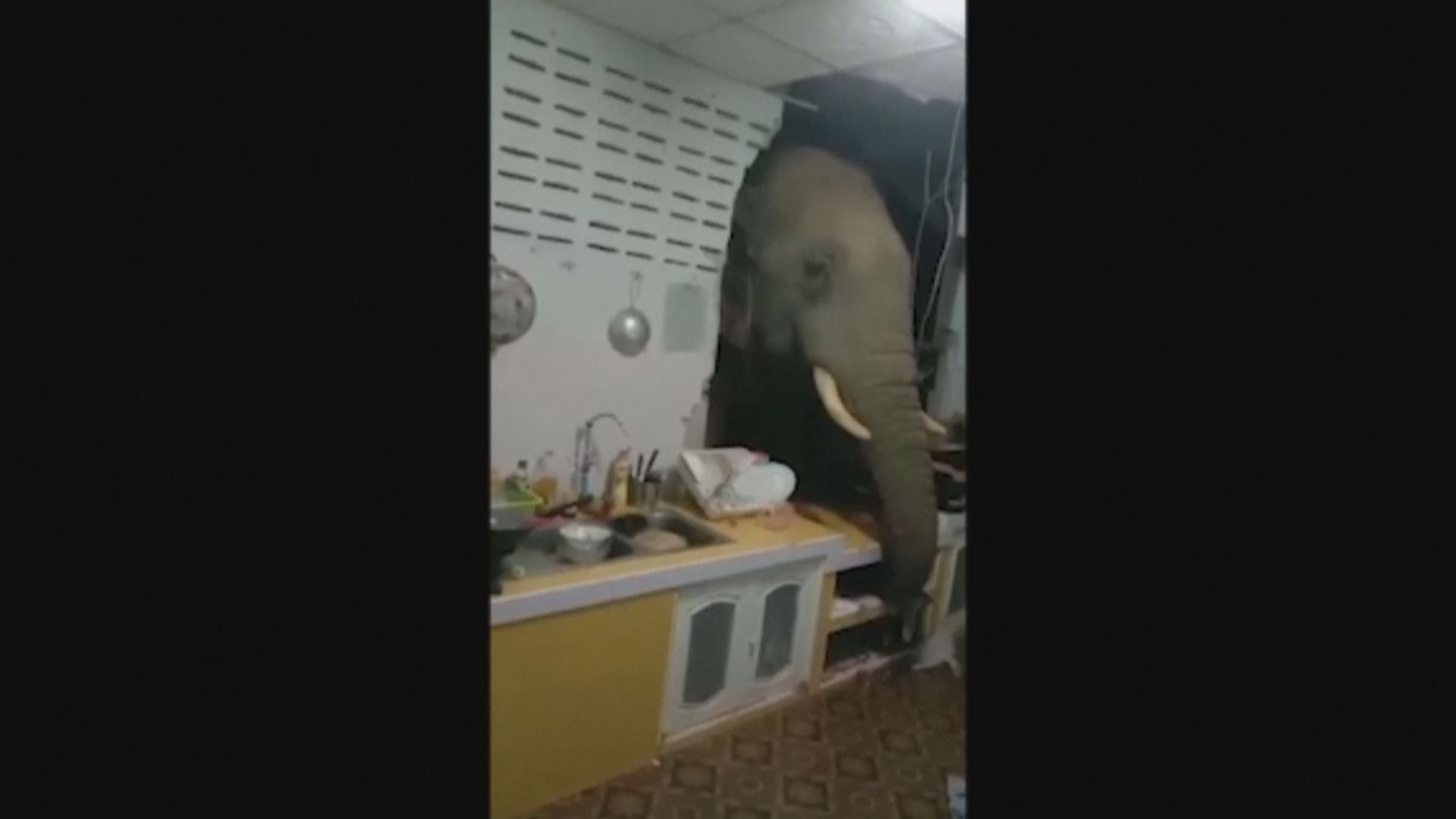 泰國華欣有大象破牆探鼻入廚房覓食