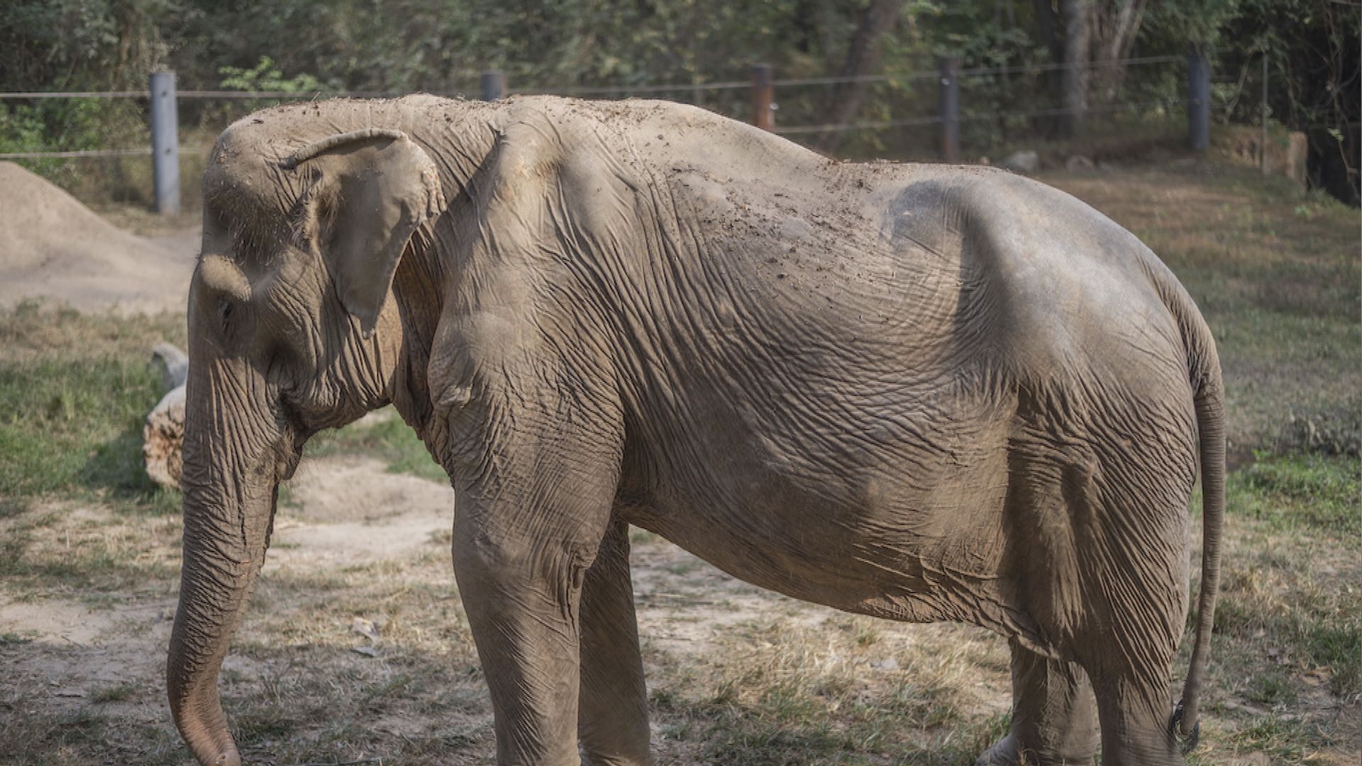 泰國大象被騎到背部嚴重變形　關注組織籲勿再騎
