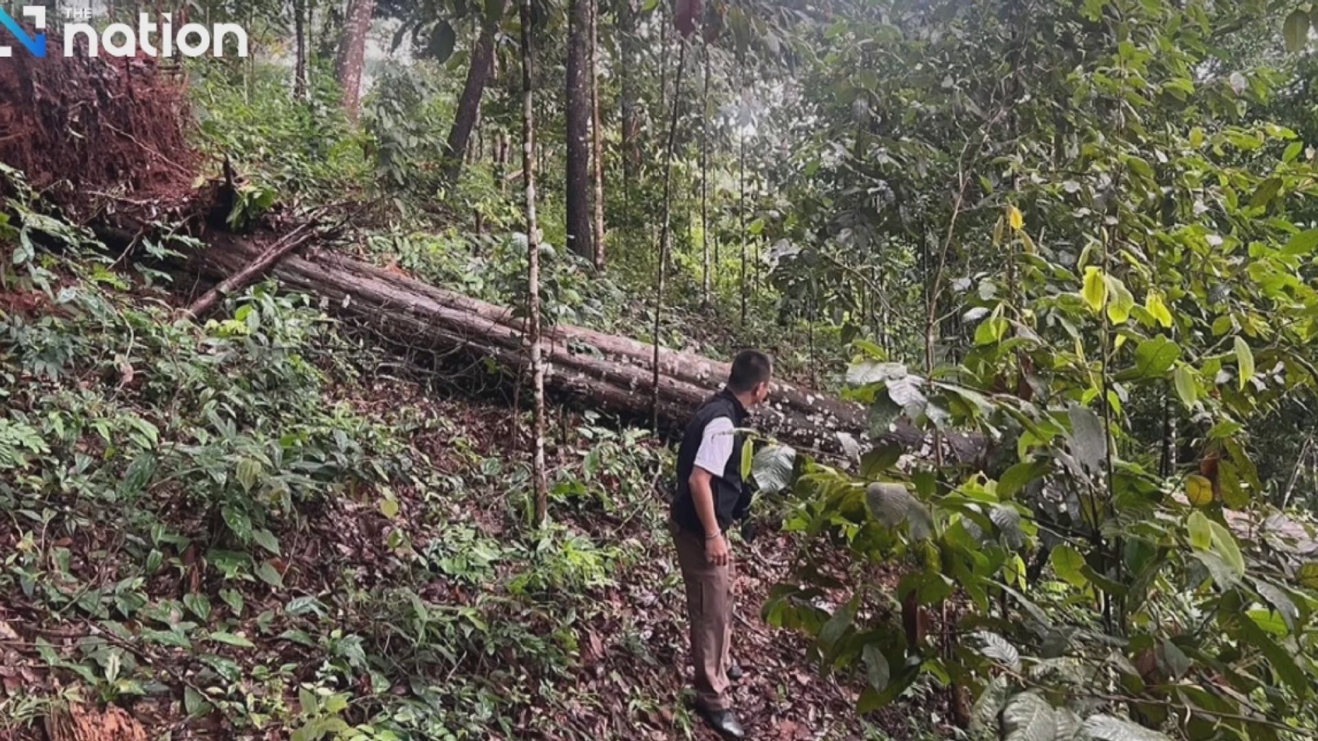 泰國清邁大樹壓毀飛索吊橋　一對中國夫婦被撞飛一死一傷