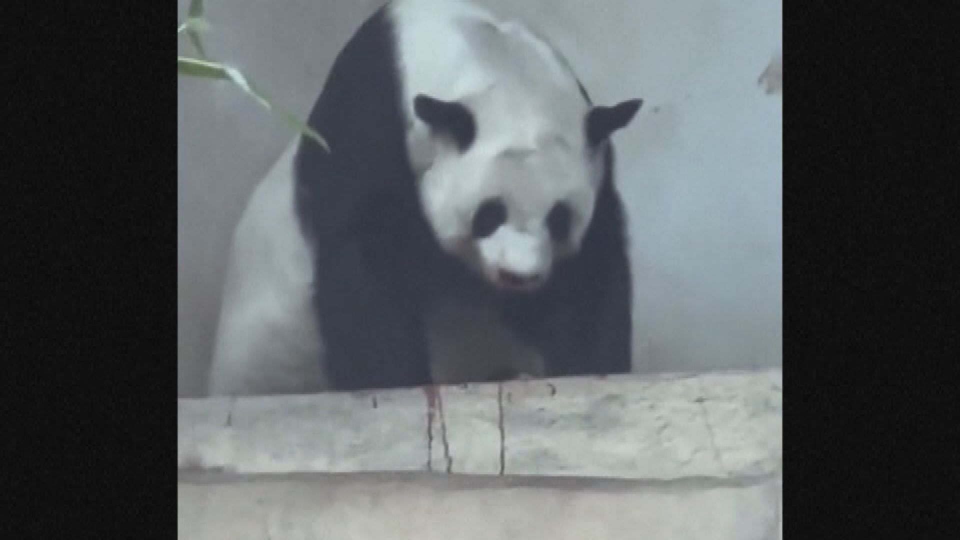 租予泰國清邁動物園的雌性大熊貓林惠離世