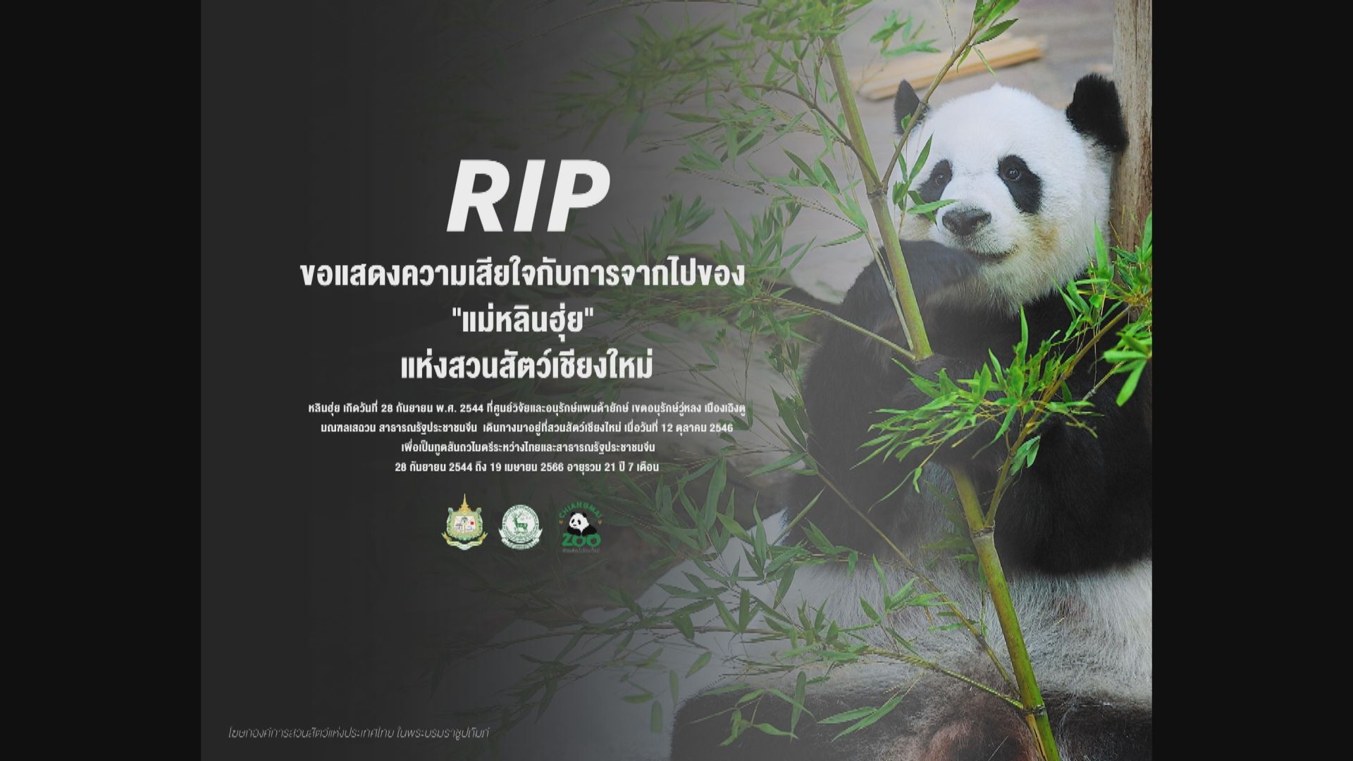 泰國國家動物園管理局相信大熊貓林惠死於自然