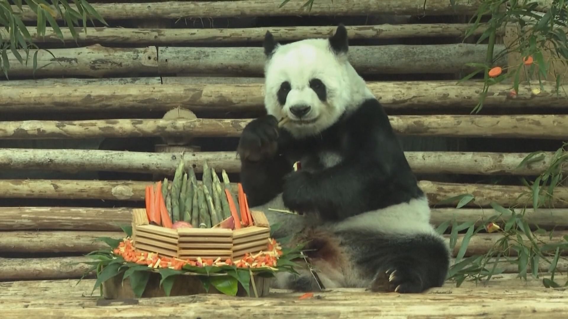 泰國國家動物園管理局相信大熊貓林惠死於自然