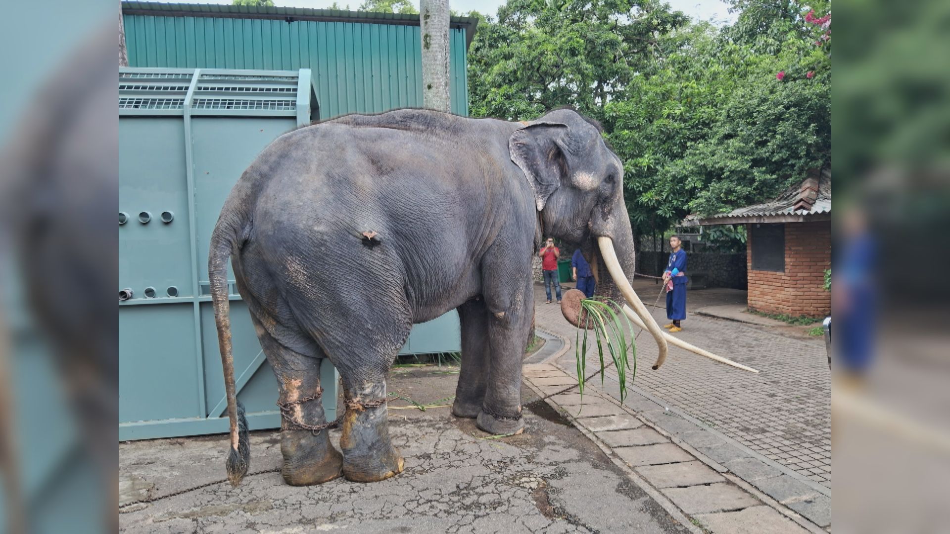 疑受虐大象「拉加」從斯里蘭卡送返泰國
