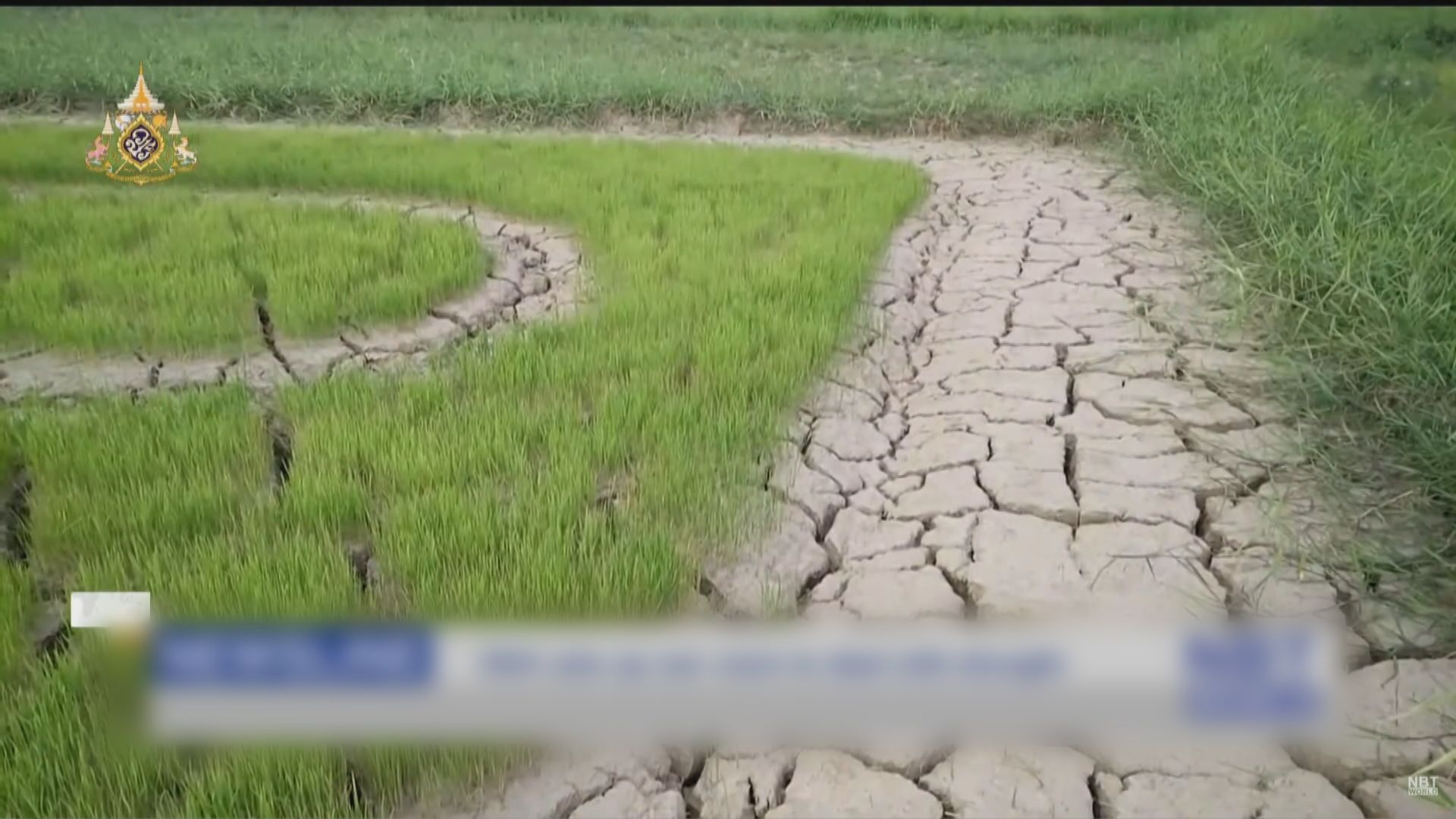 泰國出現旱情　稻米出口量料將會減少