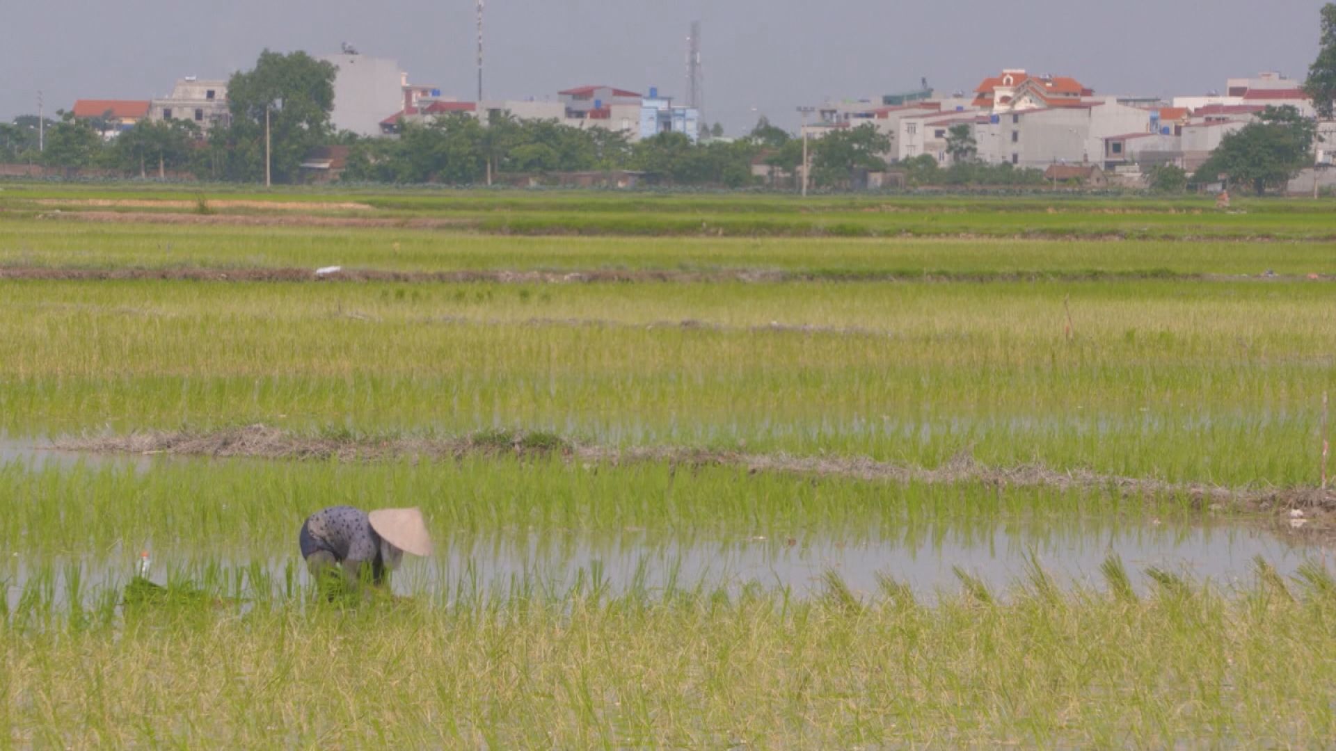 泰國擬夥越南聯手提高大米價格