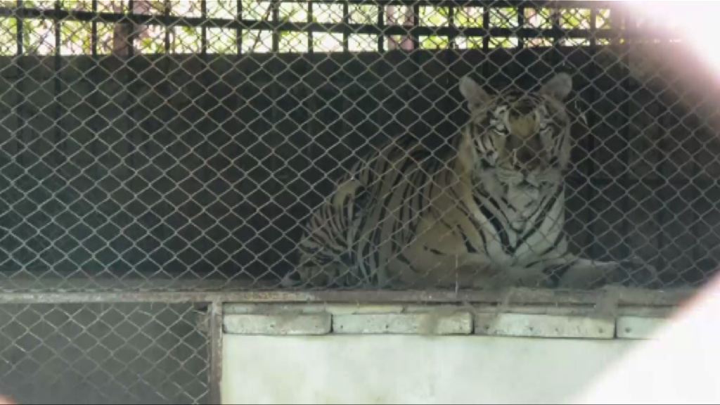 泰警發現老虎廟屠宰動物處所