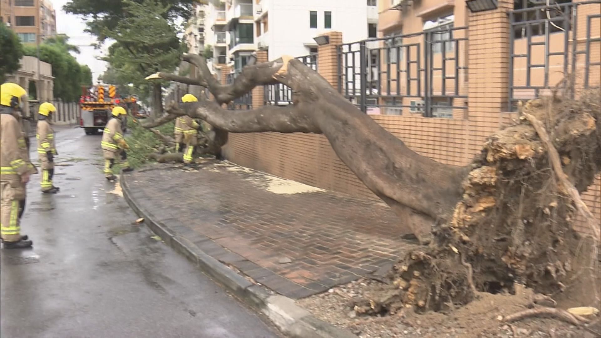 九龍塘一棵大樹倒塌壓大廈圍欄