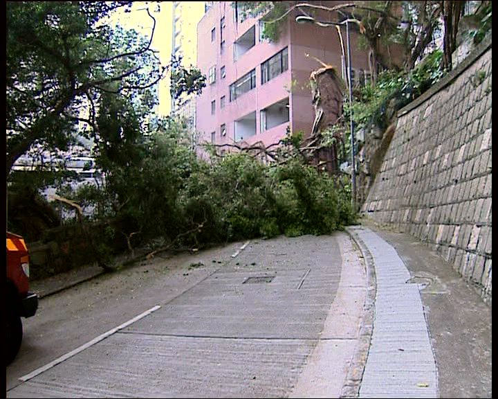 
醫院道大樹倒塌附近交通受阻