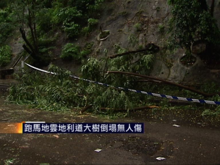 跑馬地雲地利道大樹倒塌無人傷