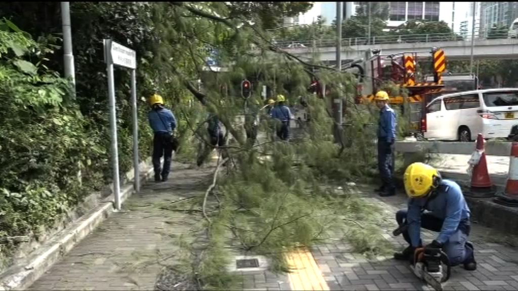 伊利沙伯醫院對開塌樹擊傷一女途人