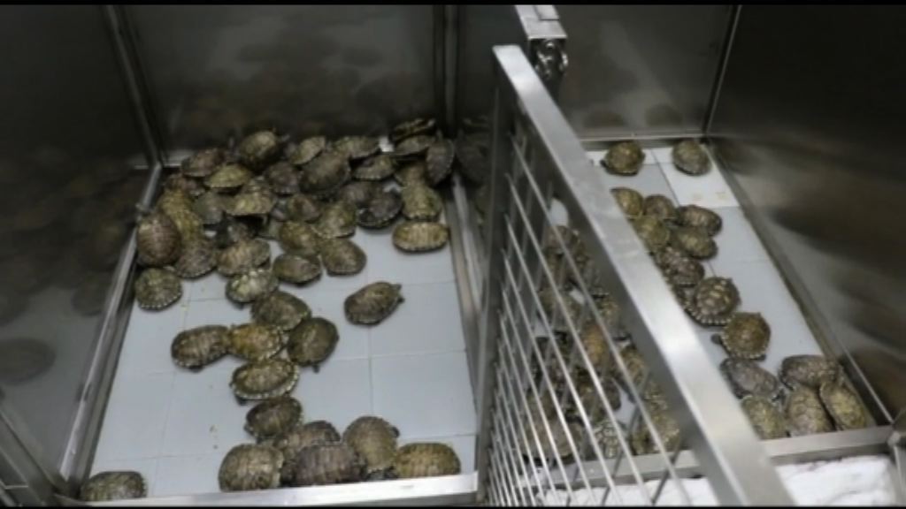 愛護動物協會近月救300巴西龜