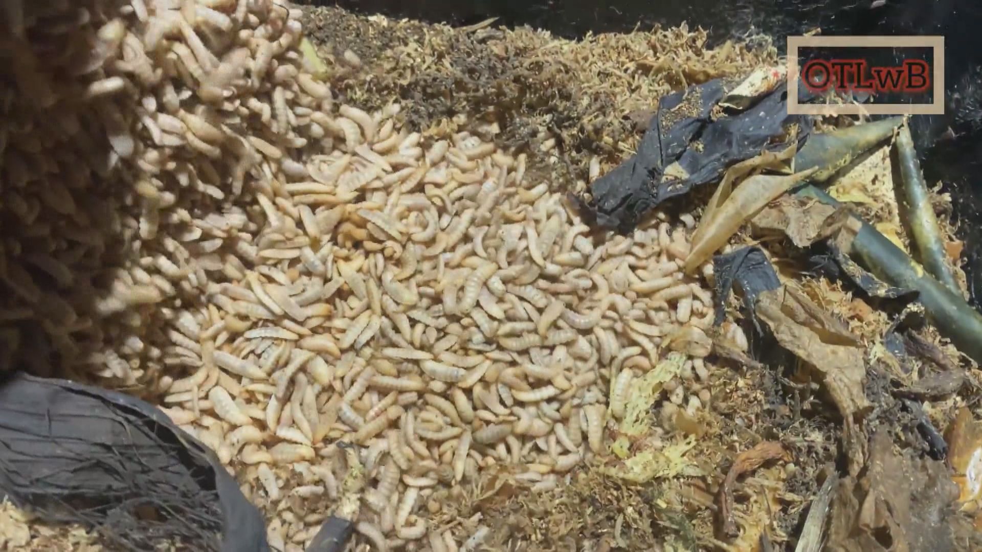 台灣有人養殖黑水虻 每天可以吃接近200公斤廚餘
