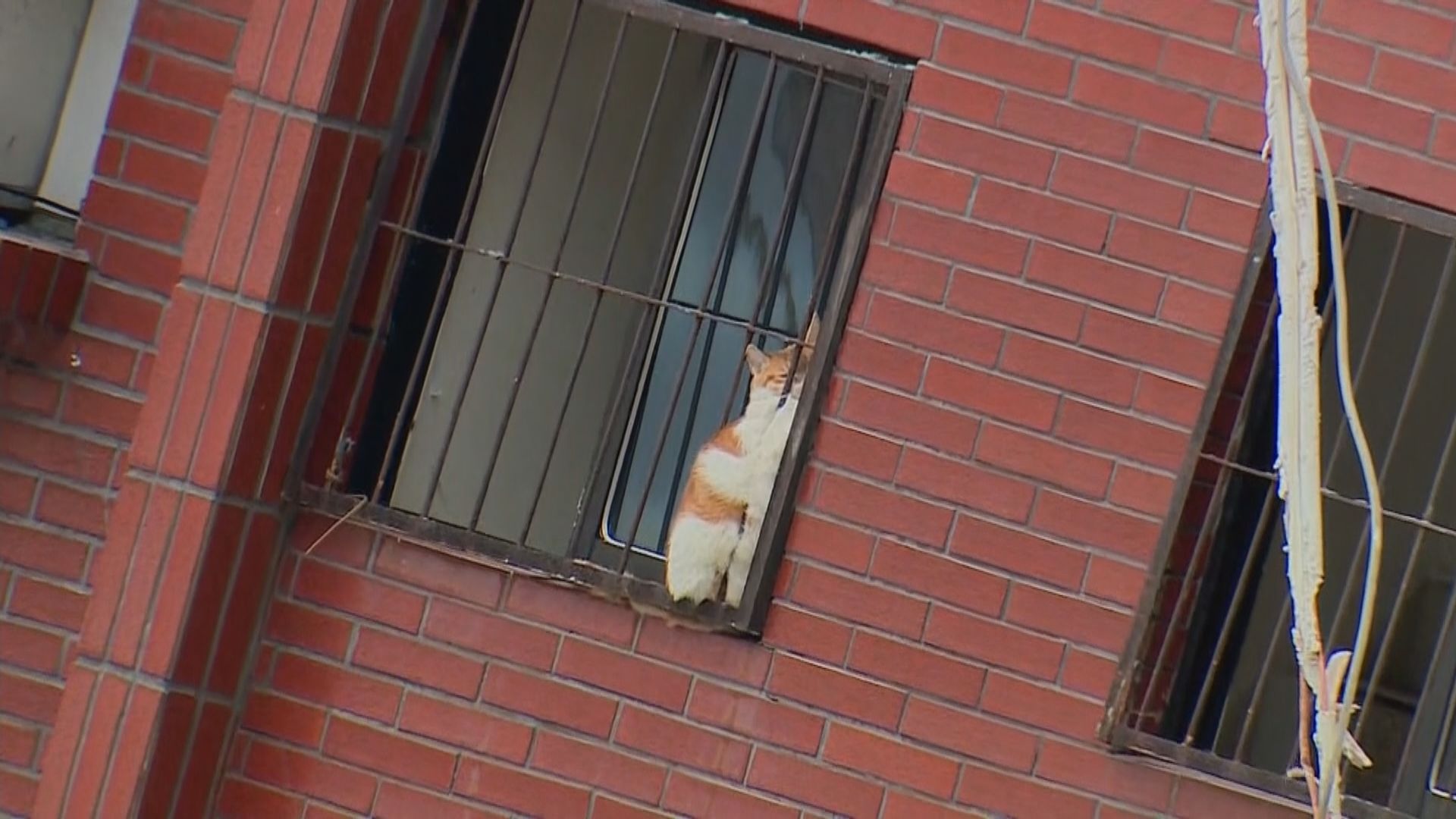 花蓮天王星大樓清拆期間救出一隻生還家貓