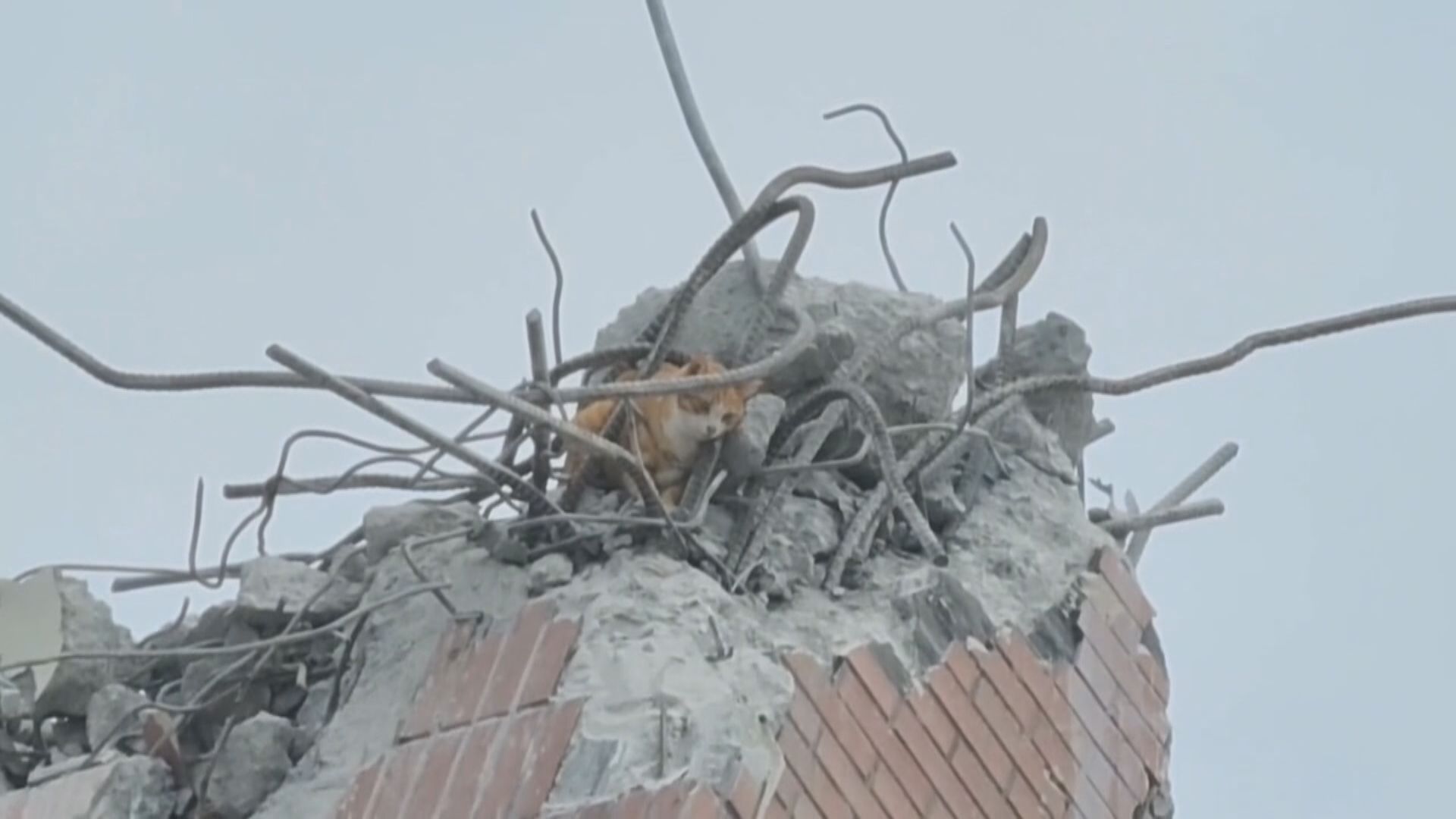 花蓮7.2級地震天王星大樓遇難女教師的家貓獲救