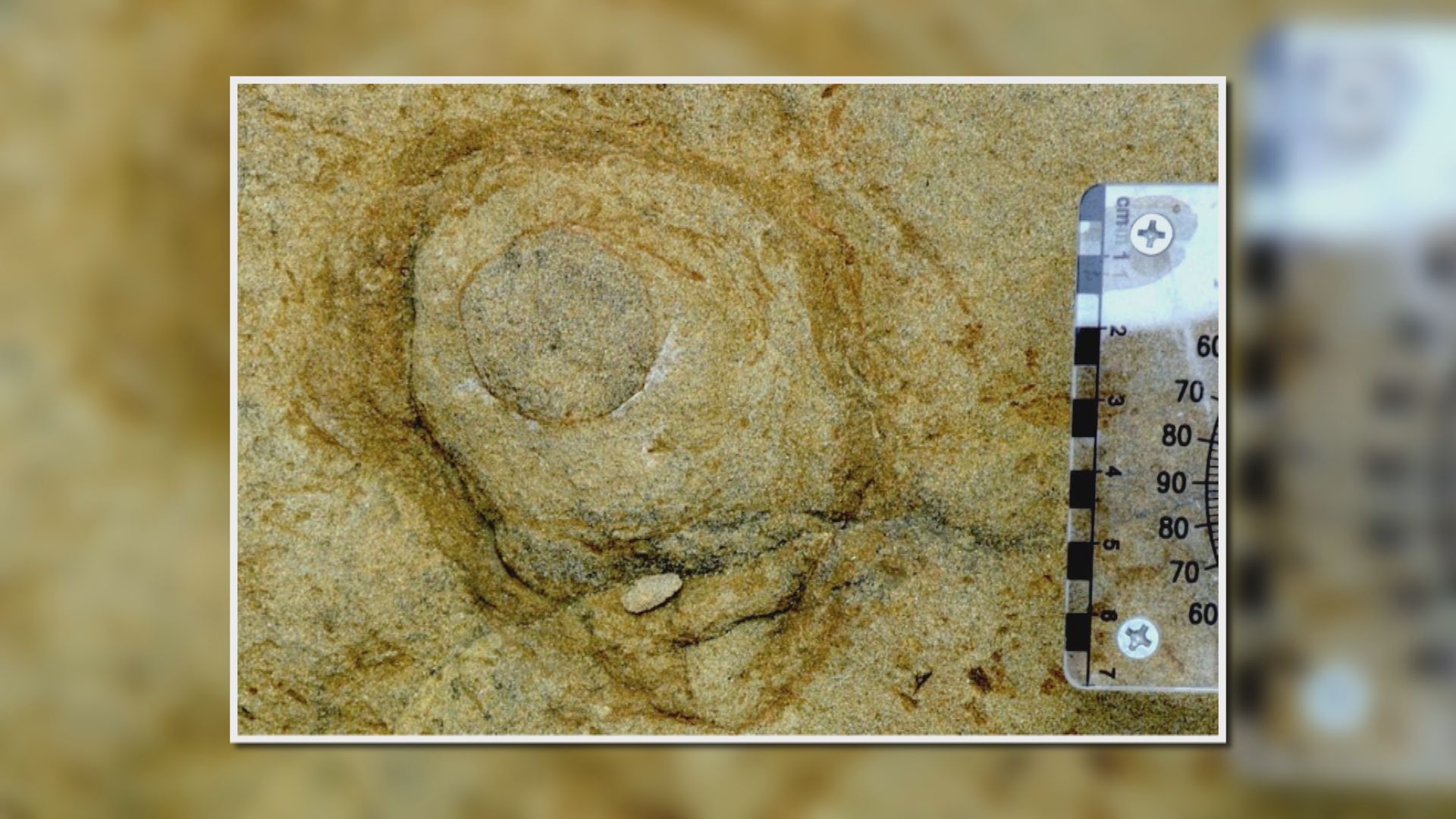 台灣東北部發現逾三百個海底巨蟲巢穴化石