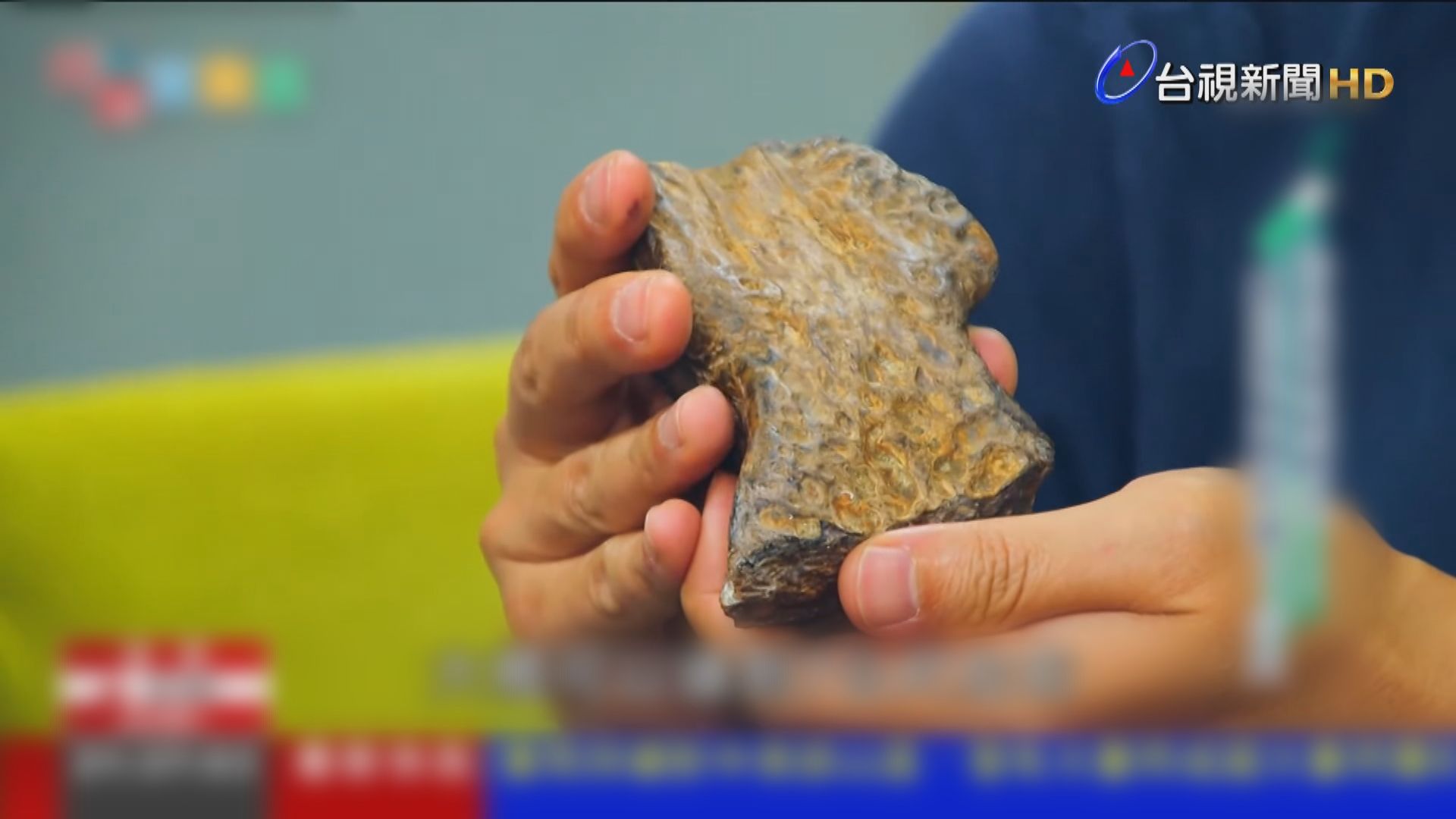 台大發現台灣生命史已知最大的爬蟲類化石