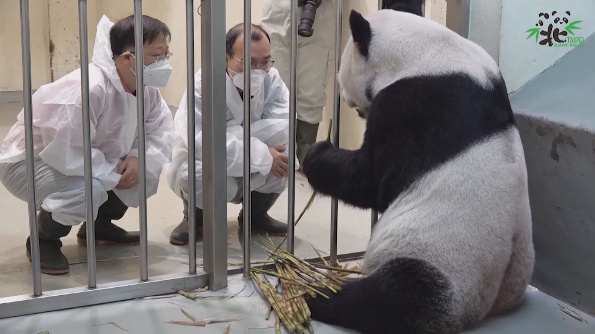 大陸兩名專家赴台探視患病大熊貓「團團」