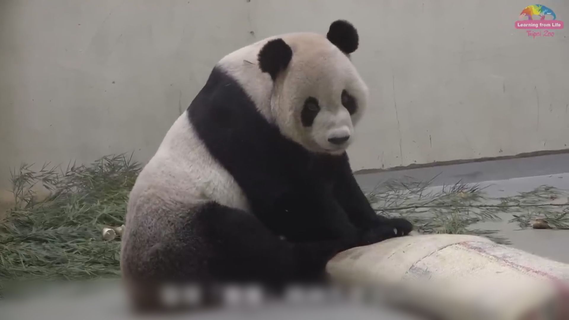 國台辦對贈台大熊貓團團離世感痛心及惋惜