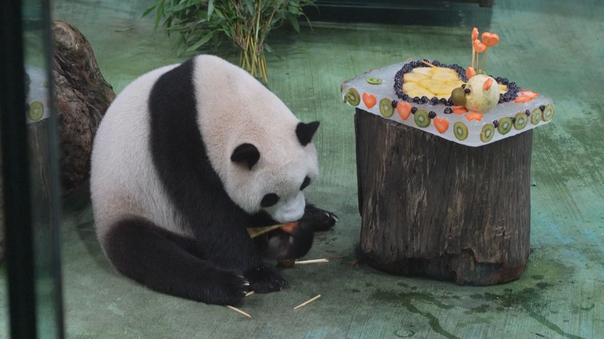 台北動物園為大熊貓「圓寶」慶祝4歲生日