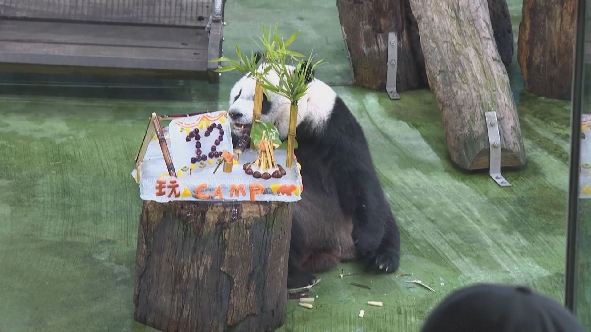 大熊貓圓仔12歲生日　台北市立動物園特製「冰蛋糕」慶生