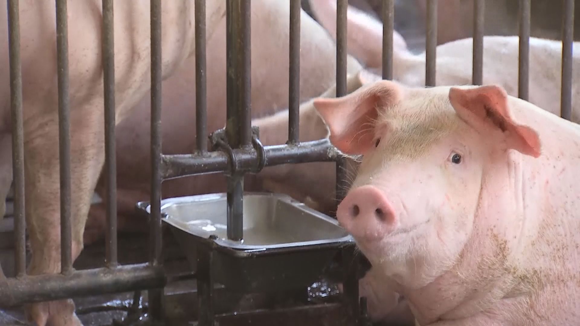 台灣豬農赴疫區後須接受特別消毒