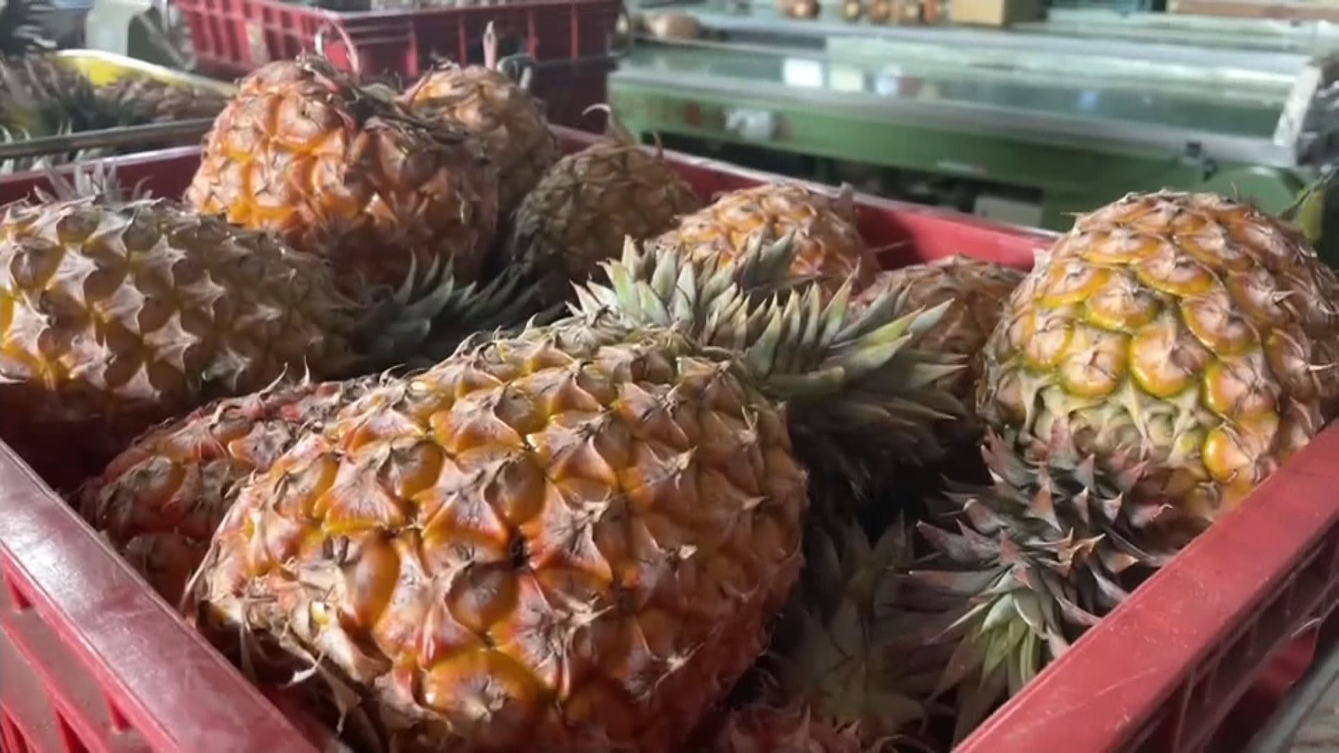 台灣果農遭人假冒總統府訂購菠蘿