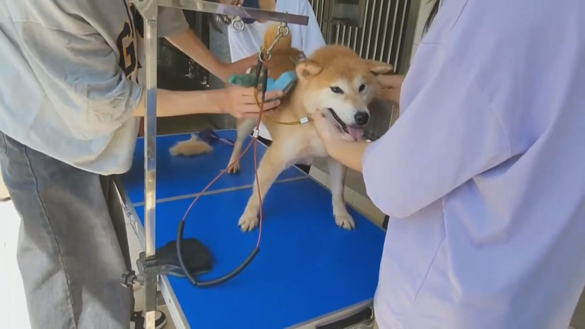 台灣非法繁殖業狗主丟棄16隻柴犬 遭重罰逾10萬港元兼終身不得養貓狗