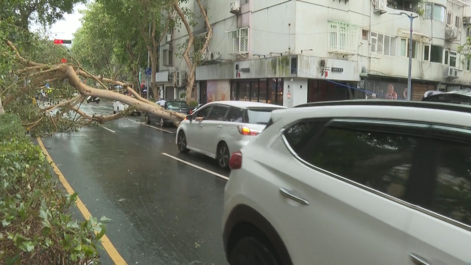 康妮吹襲台灣期間至少釀3人死亡　台北市民眾抱怨塌樹阻路上班難