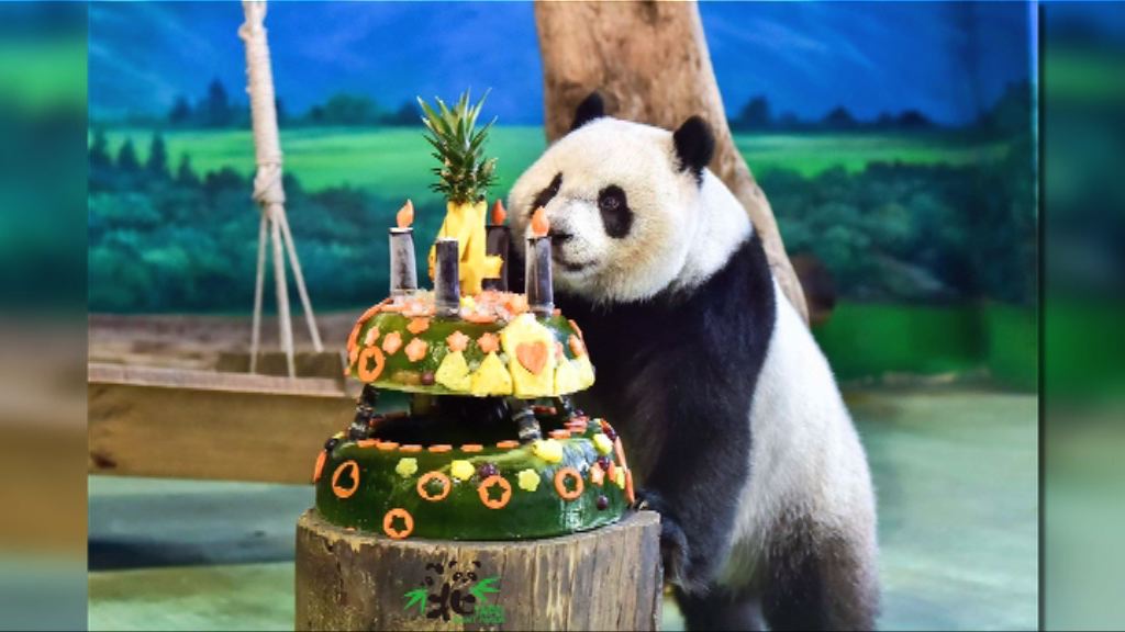台灣大熊貓圓仔四歲生日