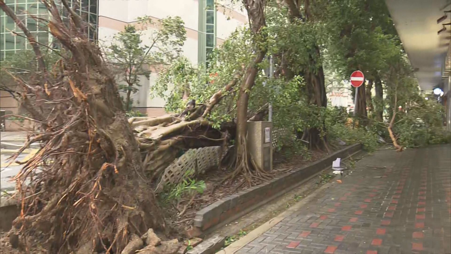 蘇拉襲港多區造成破壞 當局接逾1200宗塌樹報告