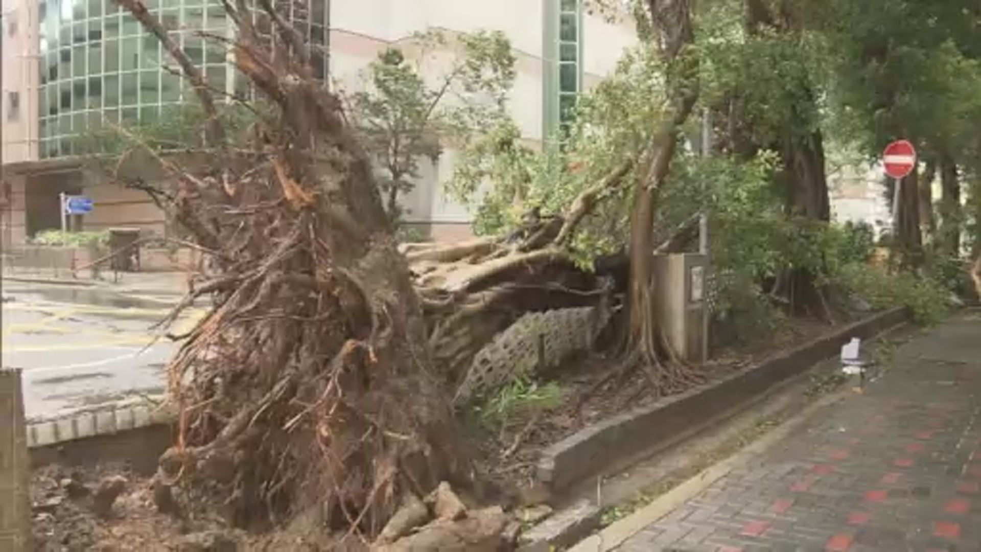蘇拉襲港多區造成破壞 當局接逾1500宗塌樹報告