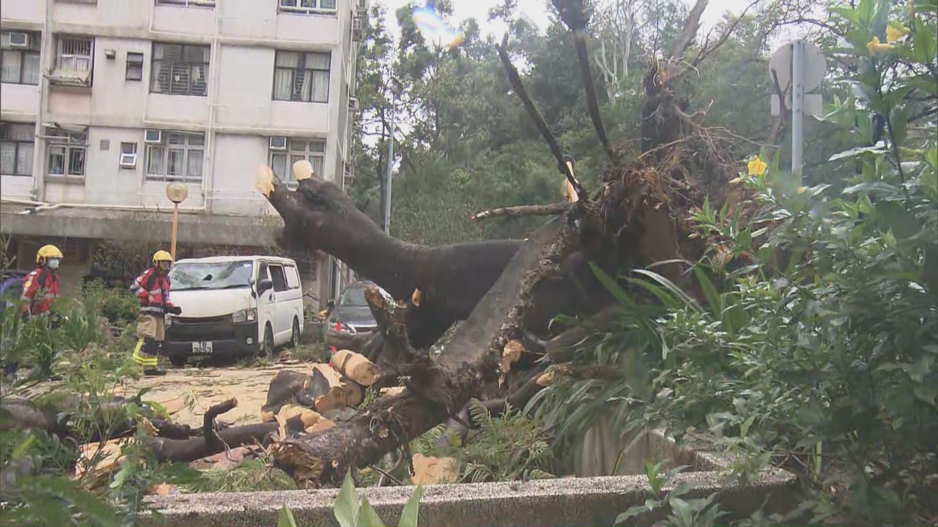 政府共收到35宗塌樹報告　黃大仙有塌樹壓到多輛汽車