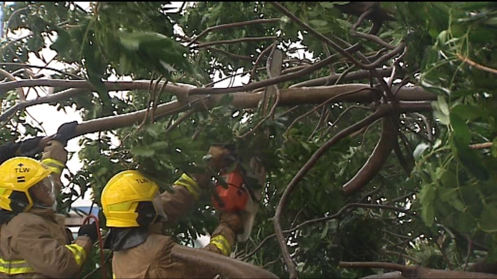 海馬襲港　當局接獲197宗塌樹報告