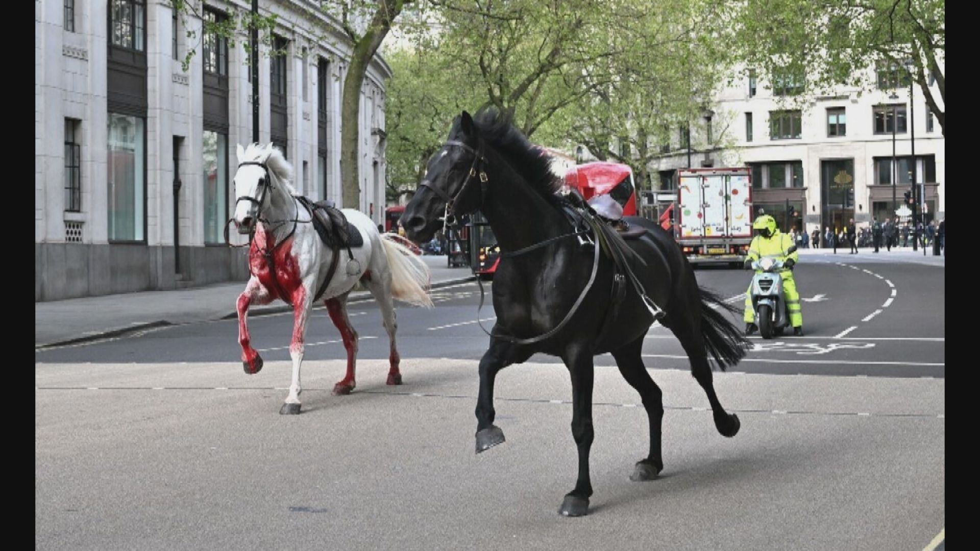 倫敦多匹軍馬街頭失控亂跑 多人受傷