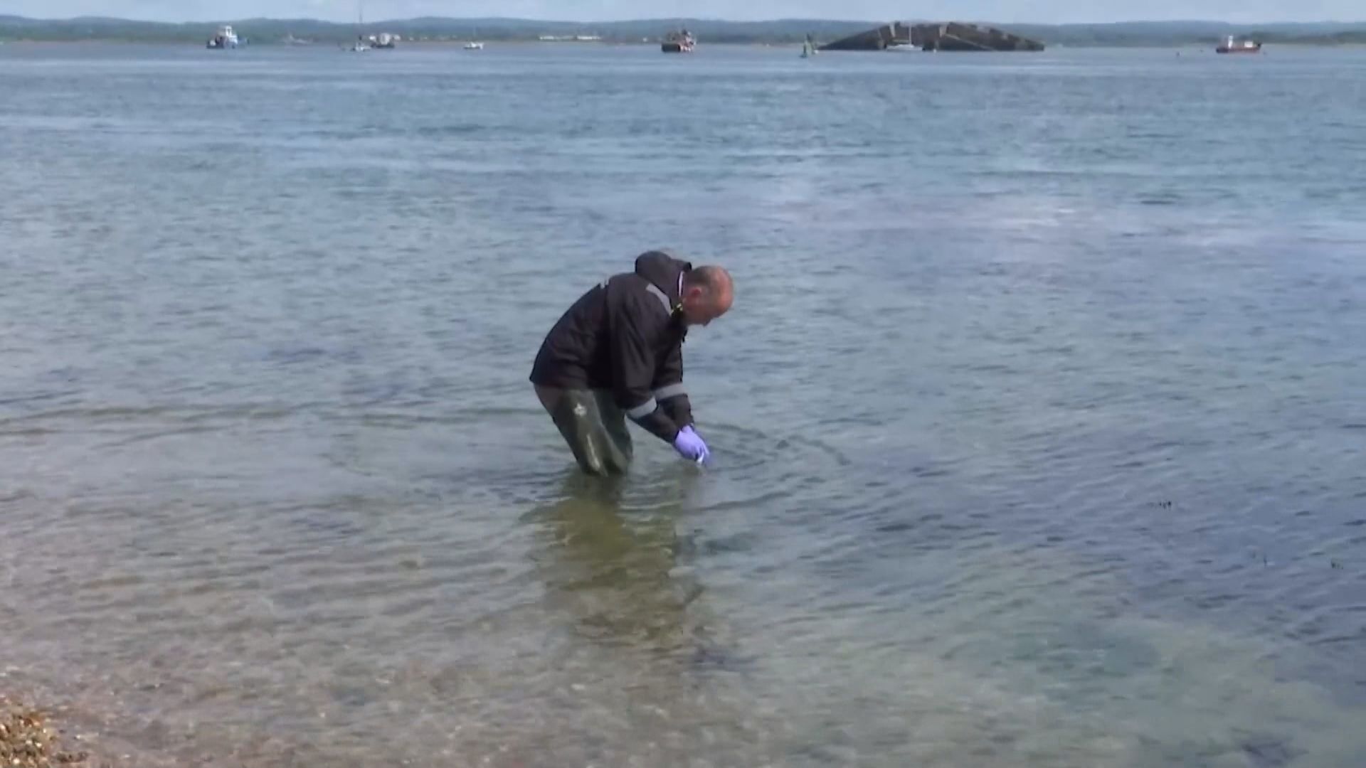 英國沿岸海洋生物驗出毒品殘留 民眾憂慮不敢游泳
