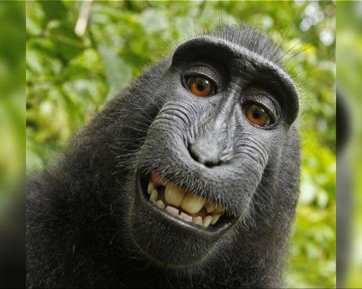 
野生獼猴自拍照版權惹爭議