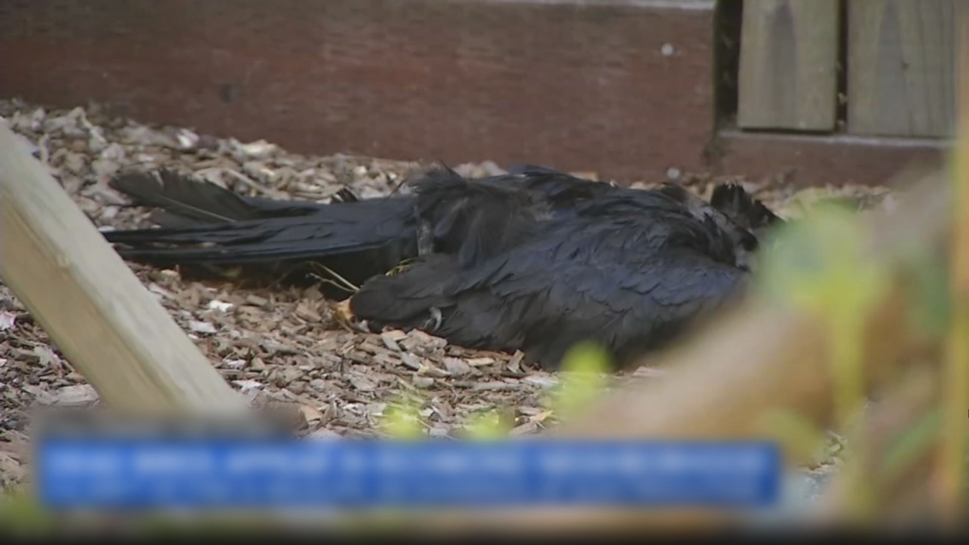 鳥屍謎團|美國加州頻繁驚見「天降死雀」 當局稱或被BB彈擊殺