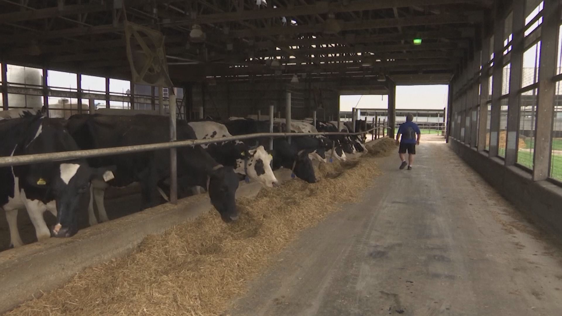 美國染H5N1乳牛場工人 接觸乳牛時沒佩戴防護裝備